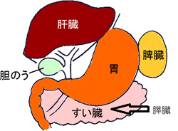膵臓の位置 図解説